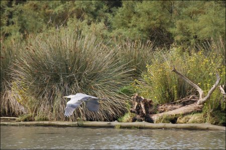 Камарг - край белых лошадей