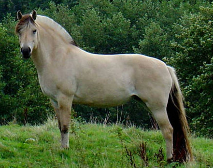 Порода лошади Норвежская фьордская.