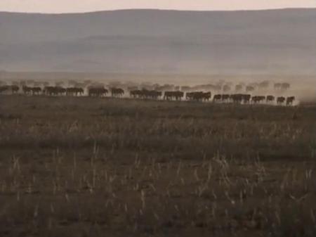 Монгольские всадники с Джулией Робертс. Смотреть видео с лошадьми онлайн