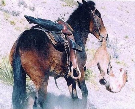 Мул сражается с  пумой