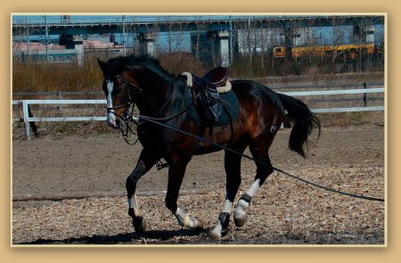 Фото обучение молодой лошади