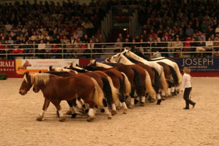 Группа лошадей выполняют элементы выездки, слушая только голосовые команды
