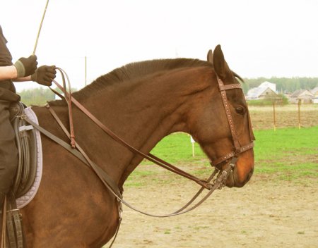 Фото лошади на мундштуке.