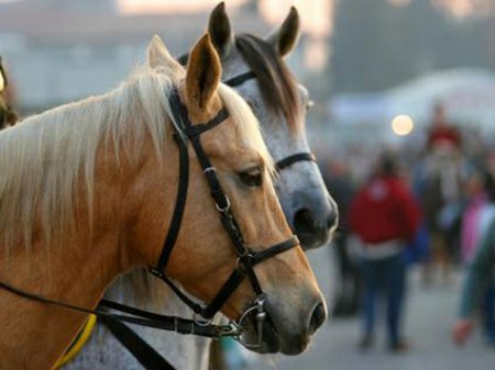 Фото лошадей на трензелях.