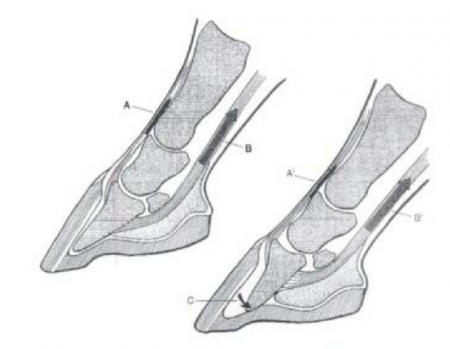 Ротация копытной кости
