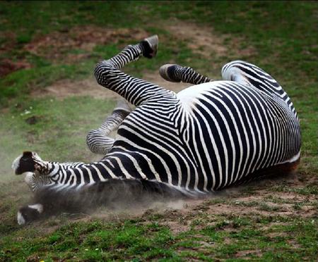Мозаика зебра. Онлайн игра про лошадей