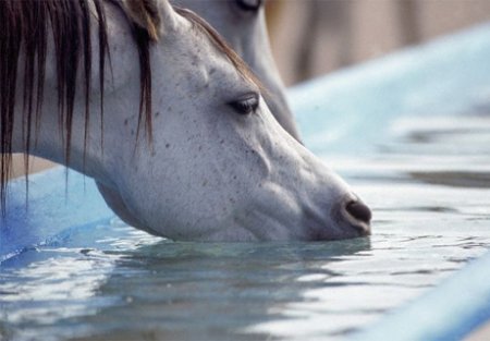 Вода в теле лошади, вода для лошади.