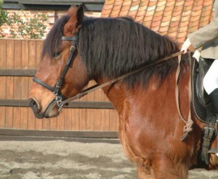 Милашка - гнедой пони бардиджано под седлом
