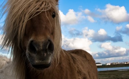 Исландский пони