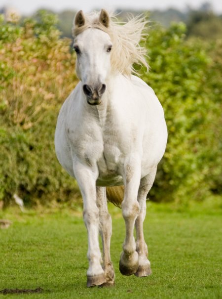 Красавец - пони коннемара светло - серой масти в леваде