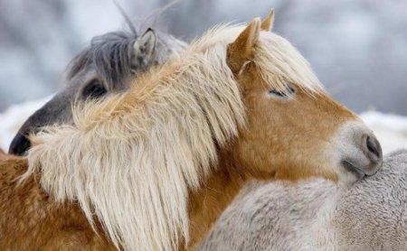 Наимилейшая фотография, обнимающихся пони, якутской породы
