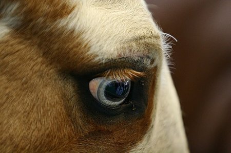 Цветное зрение у лошадей