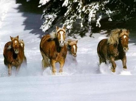 Мозаика бегущие по снегу лошади. Онлайн игра про лошадей