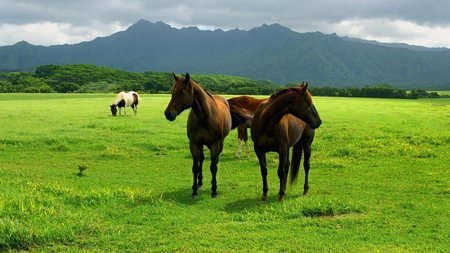 Лошади в Дикой природе