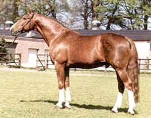Англо-нормадская порода лошади