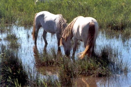 Фото камаргу
