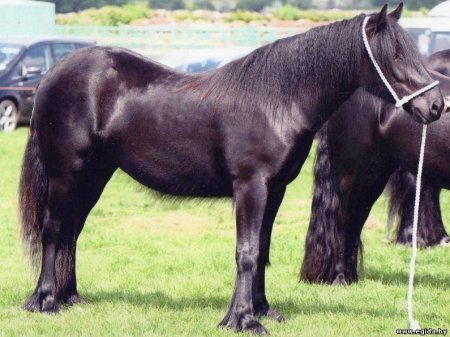 Вороной далесский пони