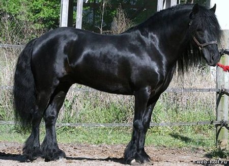 Вороной далесский пони