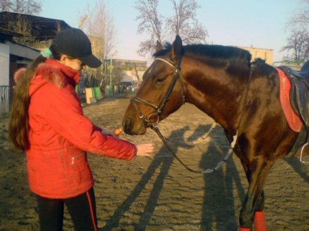 Девочка угощает морковью гнедую лошадь карабаирской породы