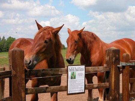 Суффольские лошади