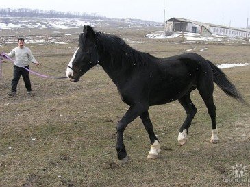 В Донецке ищут потерявшегося коня.