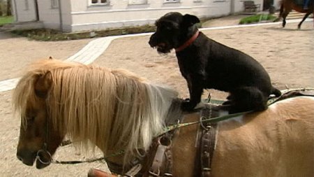 В Польше подружились пони и собака