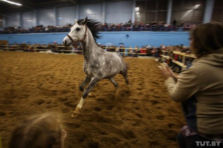 Шоу скакунов, джигитовка, выступления пони-клуба и многое другое на выставке породистых лошадей в Минске