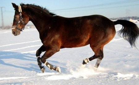Красавица Прелесть