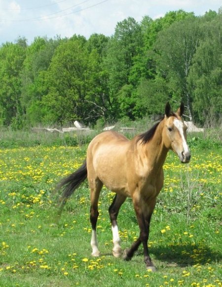 Прекрасная кобылка Факма