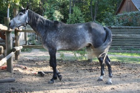 Красавец Мираж