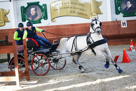 Экстремальный драйвинг: соревнования конных экипажей пройдут в НКП "РУСЬ"