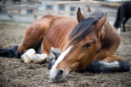 Фото лошади
