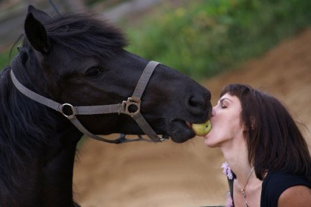 Проект «Спаси Коня!» спасает лошадей инвалидов