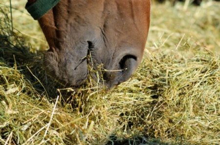 Фузариотоксикоз у лошадей