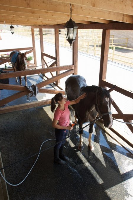 Мойка для лошади