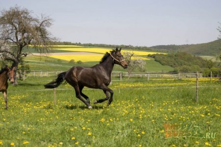 Фото двух счастливых лошадей, которые пасутся в леваде