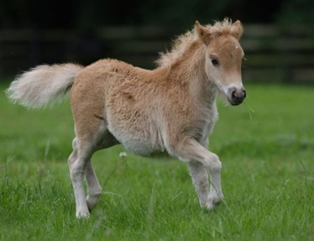 Фото жеребёнка пони