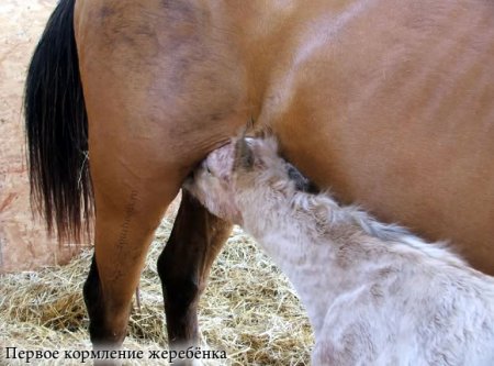 Кормление новорождённого жеребёнка молоком с вымени матери