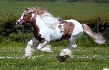 Галоп: принцип, посадка и как поднимать в него лошадь