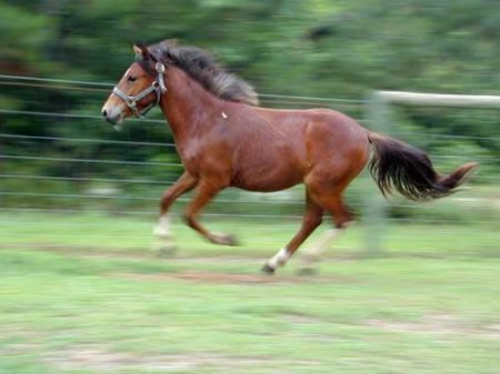 Фото галопирующей лошади