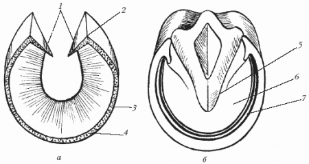 Копыто лошади (вид снизу)