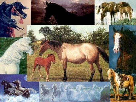 Тест «Известные породы лошадей»
