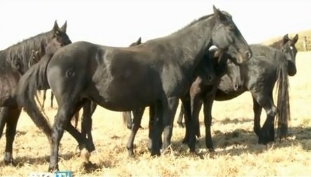 Смотреть онлайн фильм «Карачаевская порода лошадей».