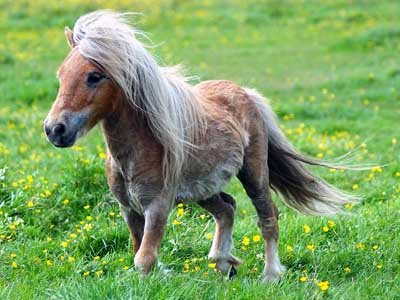 Значение слова «лошадь»