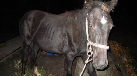 Чтобы помочь лошади из приюта «Ласка», барнаульцы организовали акцию «Конь в пальто»