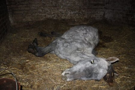 Та самая бедняжечка - серая кобылица