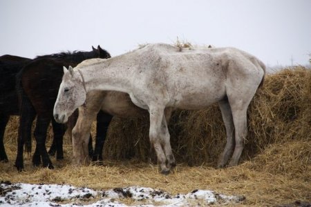 Мы можем помочь нашим ангелам и солнышкам, если будем действовать ВМЕСТЕ