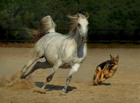 Лошади и собаки - лучшие друзья