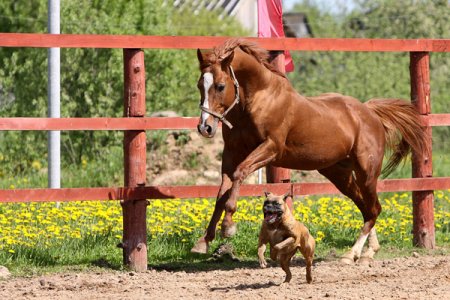 Фото лошади и собаки