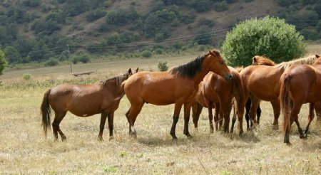 Карабахская лошадь